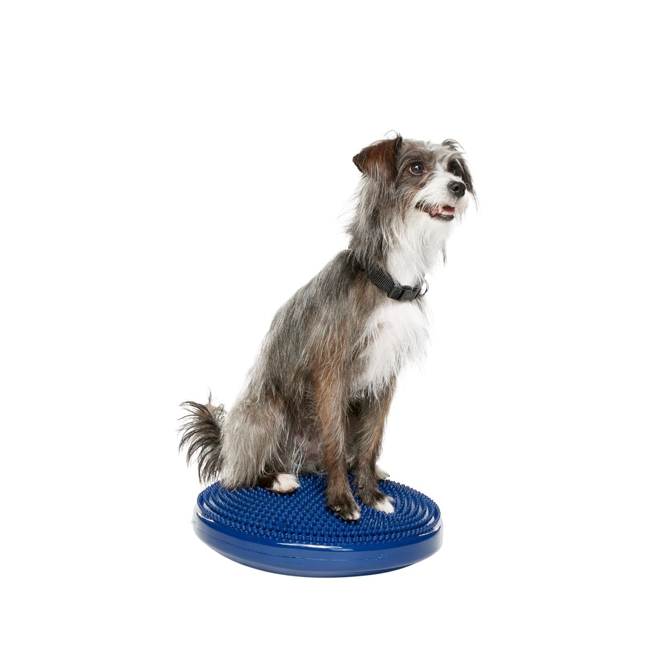 FitPAWS Dog Balance Disc - Blue, 14'' | Dog Exercise Equipment | Workout Tool for Strength, Core, Stability & Rehabilitation