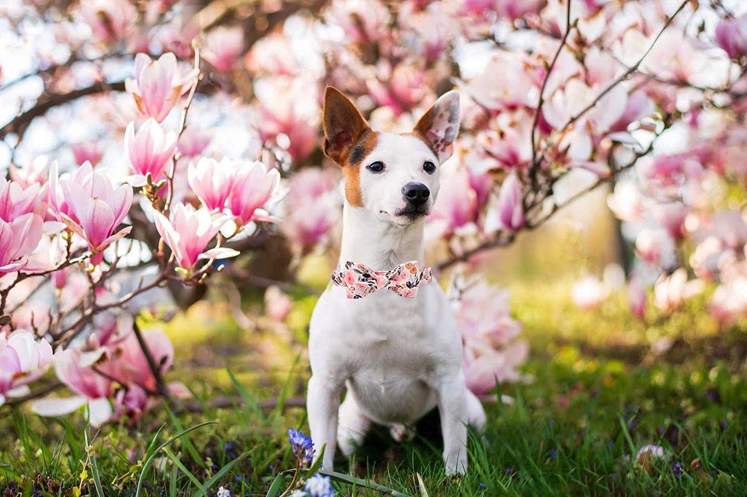 Elegant Little Tail Pink Floral Dog Collar, Girl Dog Collar With Bow Adjustable Soft Bow Tie Dog Collars For X-Large Dogs
