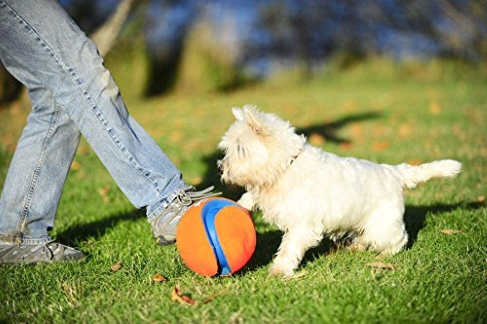 Small Kick Fetch Dog Toy (Pkg Of 3)