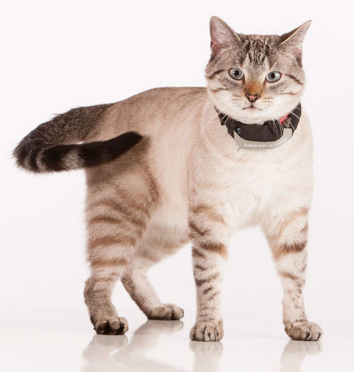 Marco Polo Advanced Pet Monitoring, Tracking and Locating System (for Dogs and Cats 5 lb and Larger)