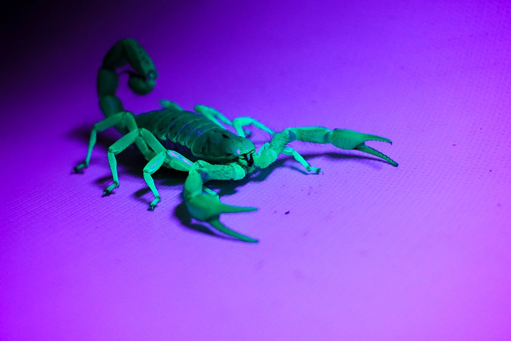 Exo Terra Pt2335 Day/Night Led Fixture, Small