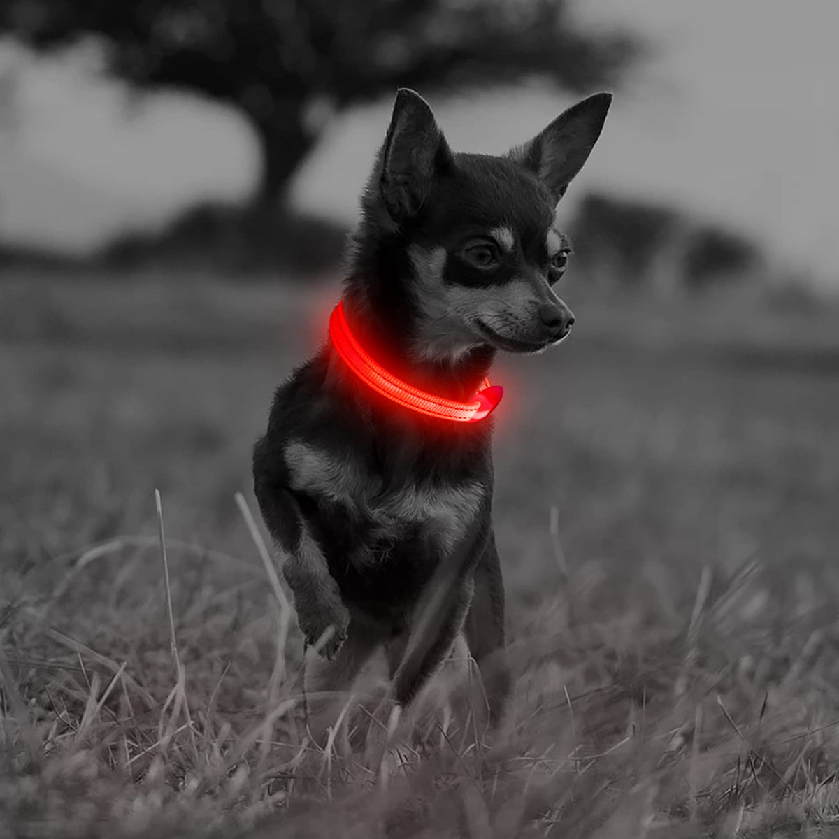 Illumifun Small Led Collar, Usb Rechargeable Light Up Collar, Lightweight Glowing Pet Safety Collar For Your Small Dogs& Cats(Red, X-Small)