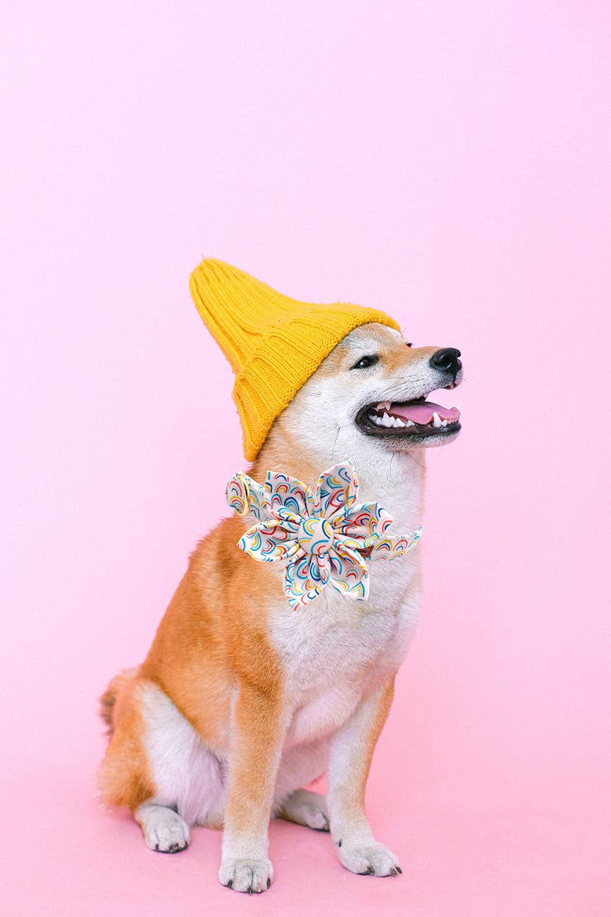 Uniqe Style Paws Flower Dog Collar, Adjustable Dog Collar With Flower, Durable Rainbow Floral Pattern Pet Collar For X-Small Dogs