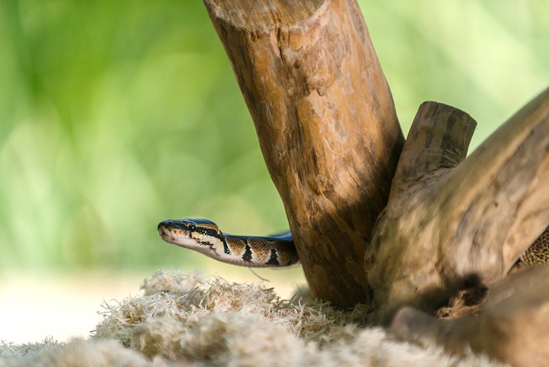 Gal  Pagos (05064) Aspen Digs Shavings Bedding, 8-Quart, Natural