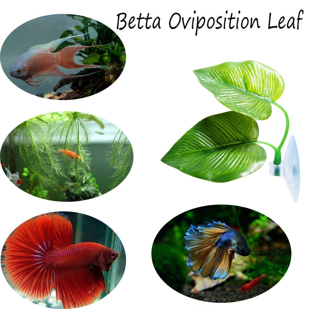 Cousduobe 2 Pack Betta Fish Leaf Pad Improves Betta'S Health By Simulating The Natural Habitat - Natural, Organic, Comfortable Rest Area For Fish Aquarium