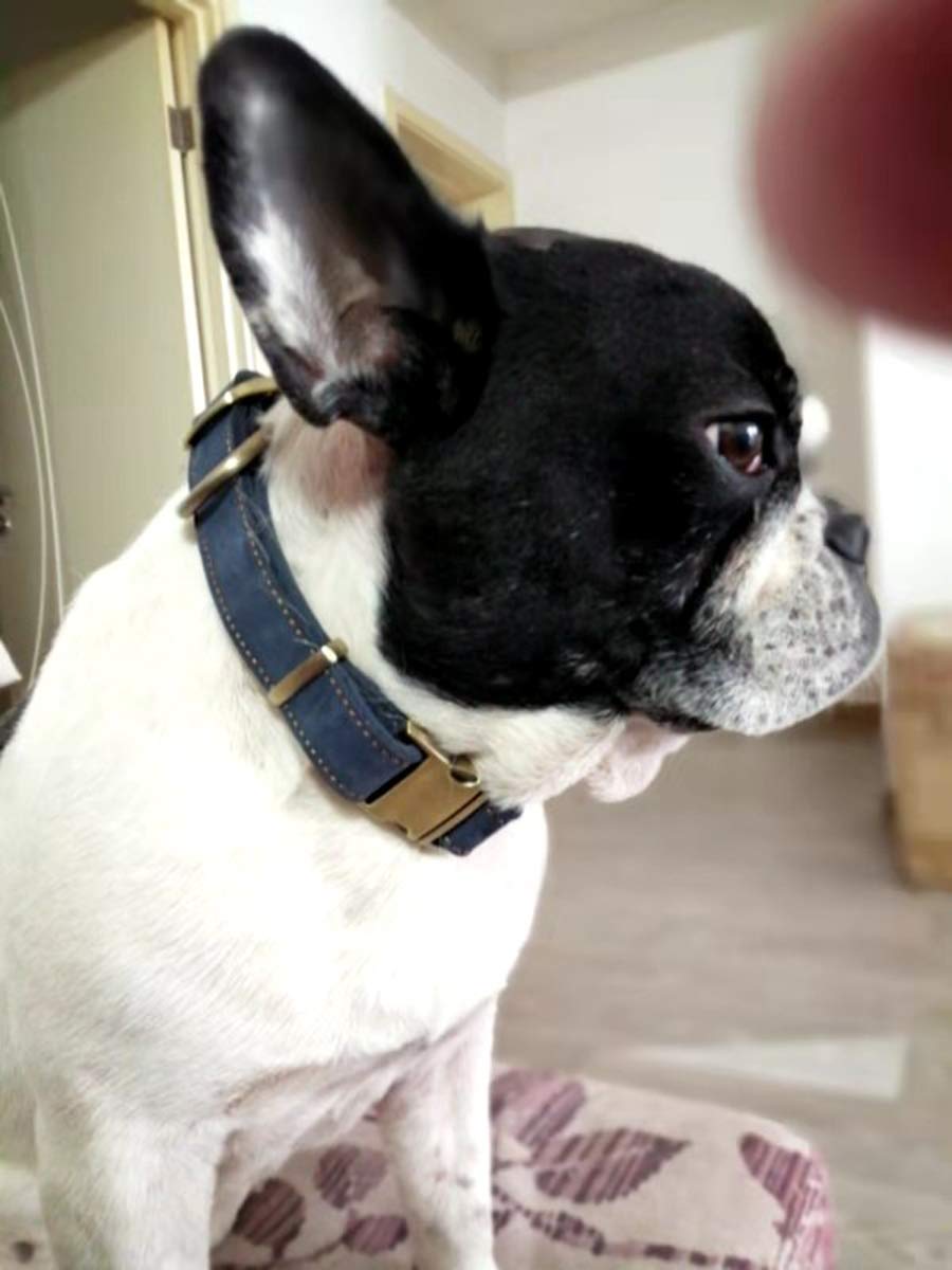 Chede Luxury Real Leather Dog Collar - Handmade, Hand-Stitched Genuine Leather, Blue, 13.5 To 19.2 Inches, Medium And Large Dog