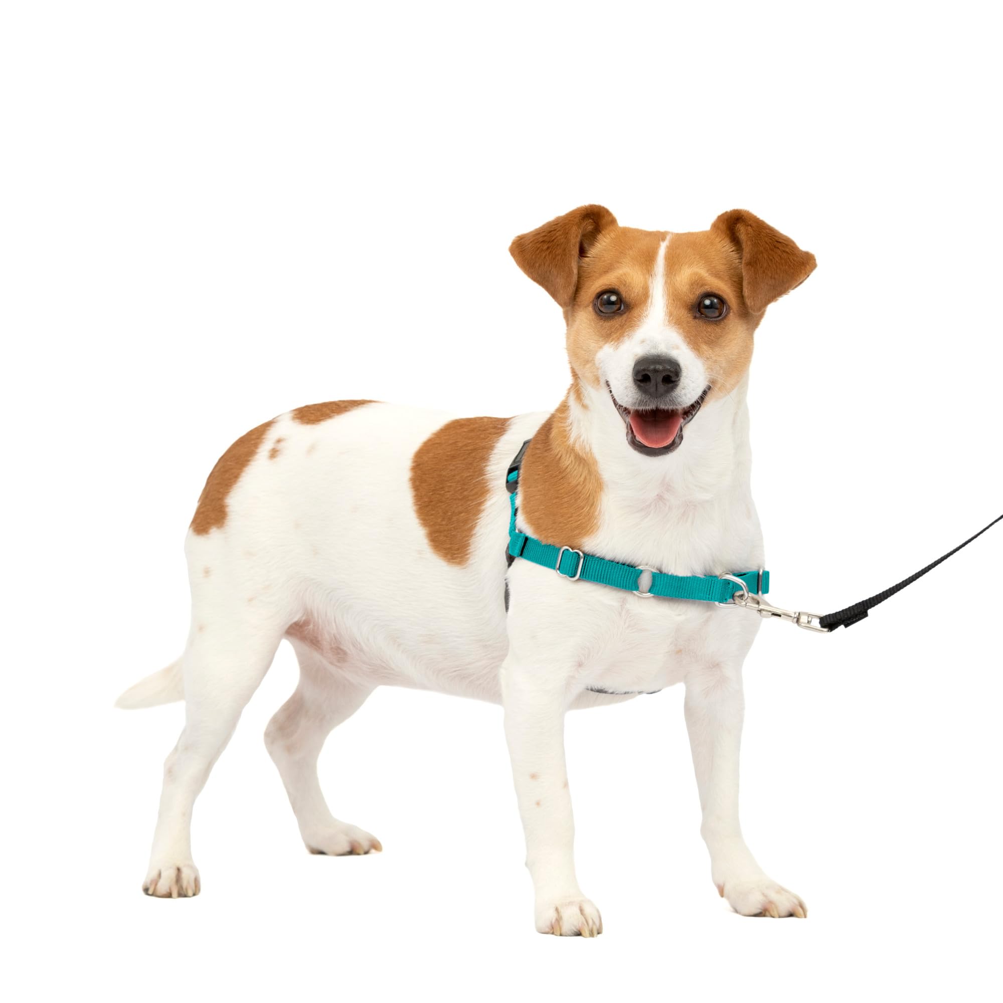 Petsafe Easy Walk Dog Harness - No Pull Dog Harness - Small, Teal