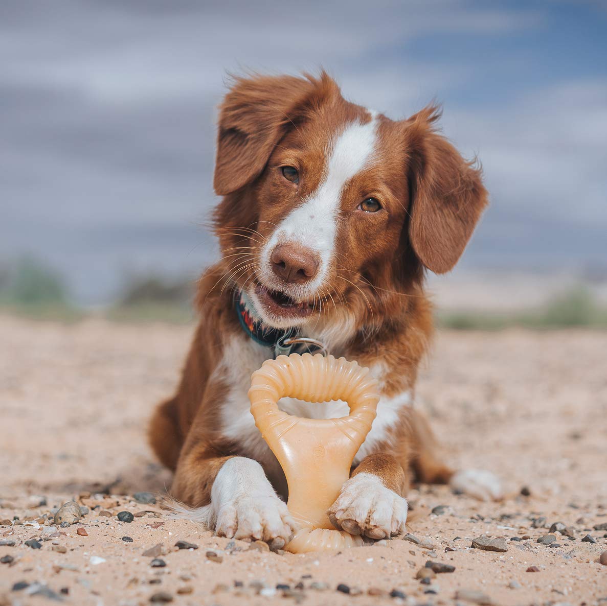 Benebone Dental Durable Dog Chew Toy For Aggressive Chewers, Real Chicken, Made In Usa, Medium