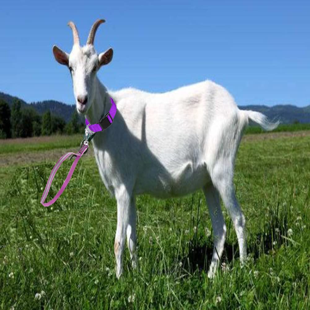 8 Pieces Goat Lead And Goat Collars Set, Nylon 11 Inch Goat Lead With Reflective Strip Design And Nylon Goat Collar For Small Farm Animal Goat Cow Horse Sheep (Multicolor)