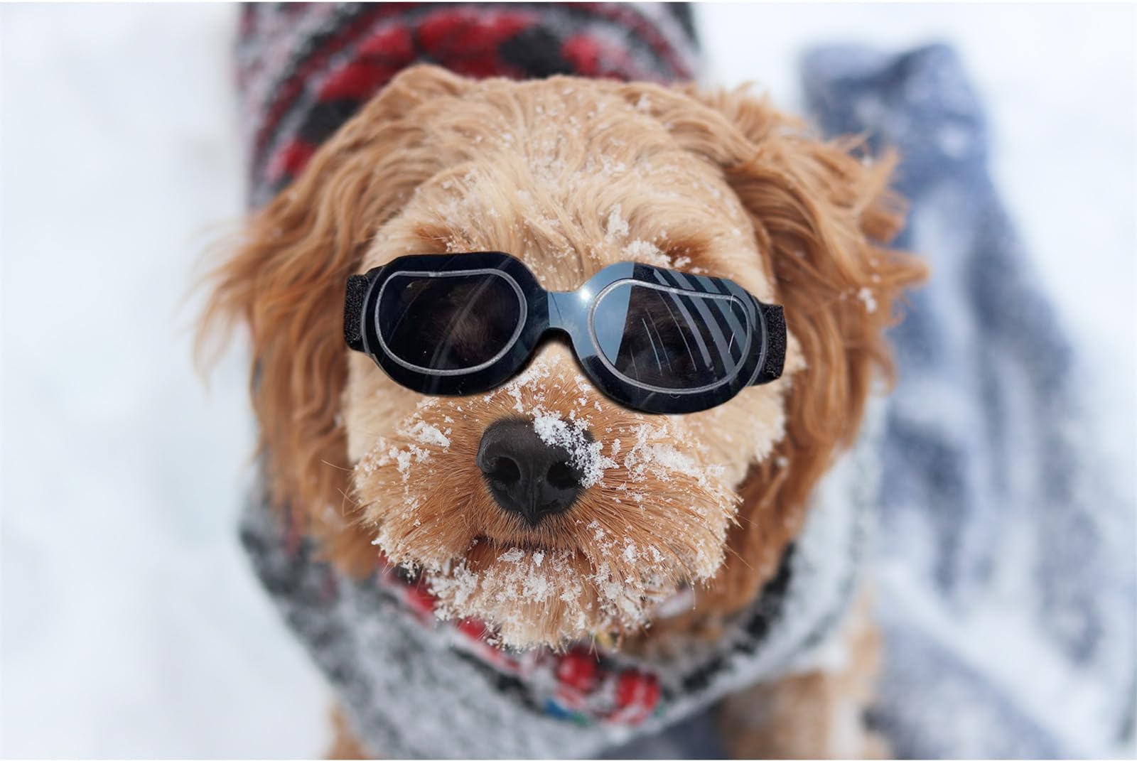 Enjoying Dog Sunglasses Small Breed, Anti-Uv Goggles For Dogs Small Breed, Rides Doggy Goggles, Impact/Wind/Dust Proof Dog Glasses For Small Dogs Eye Protective, Cool Black