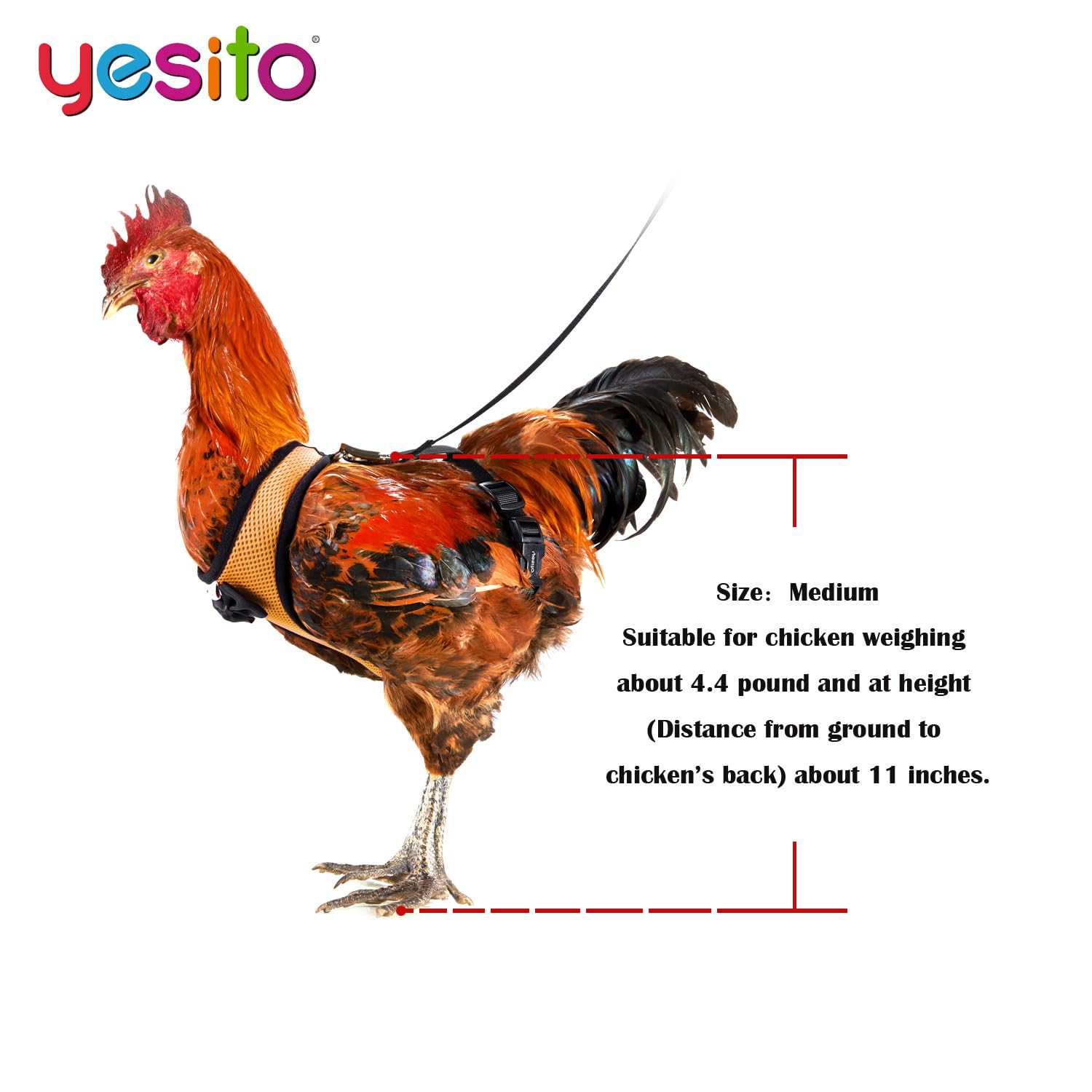 Yesito Chicken Harness Hen Size with 6ft Matching Leash - Adjustable, Resilient, Comfortable, Breathable, Large Size, Suitable f