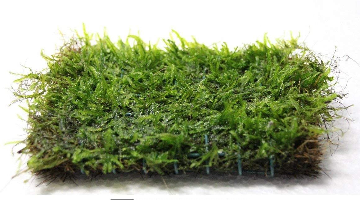 Aquatic Plants on Mats (Java Moss on 3 X 3 mat)