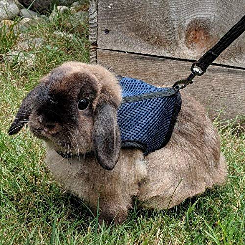 Pettom Bunny Rabbit Harness With Stretchy Leash Cute Adjustable Buckle Breathable Mesh Vest For Kitten Small Pets Walking (L(Chest:10.6-13.3 In), Blue)