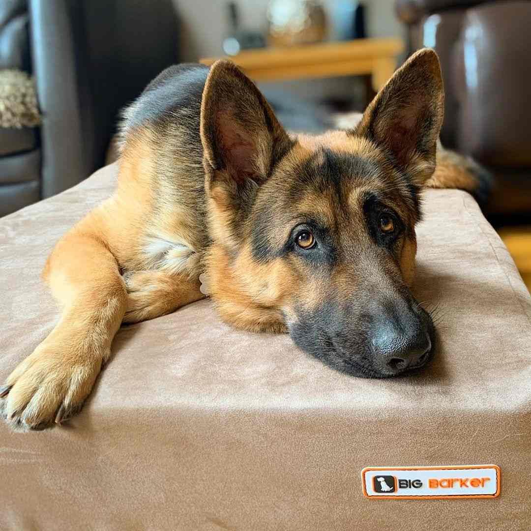 Barker Beds Sleek Dog Bed For Large Sized Dogs (Large, Khaki) - 7'' Thick Soft & Comfortable Orthopedic Cushion - Durable & Wash