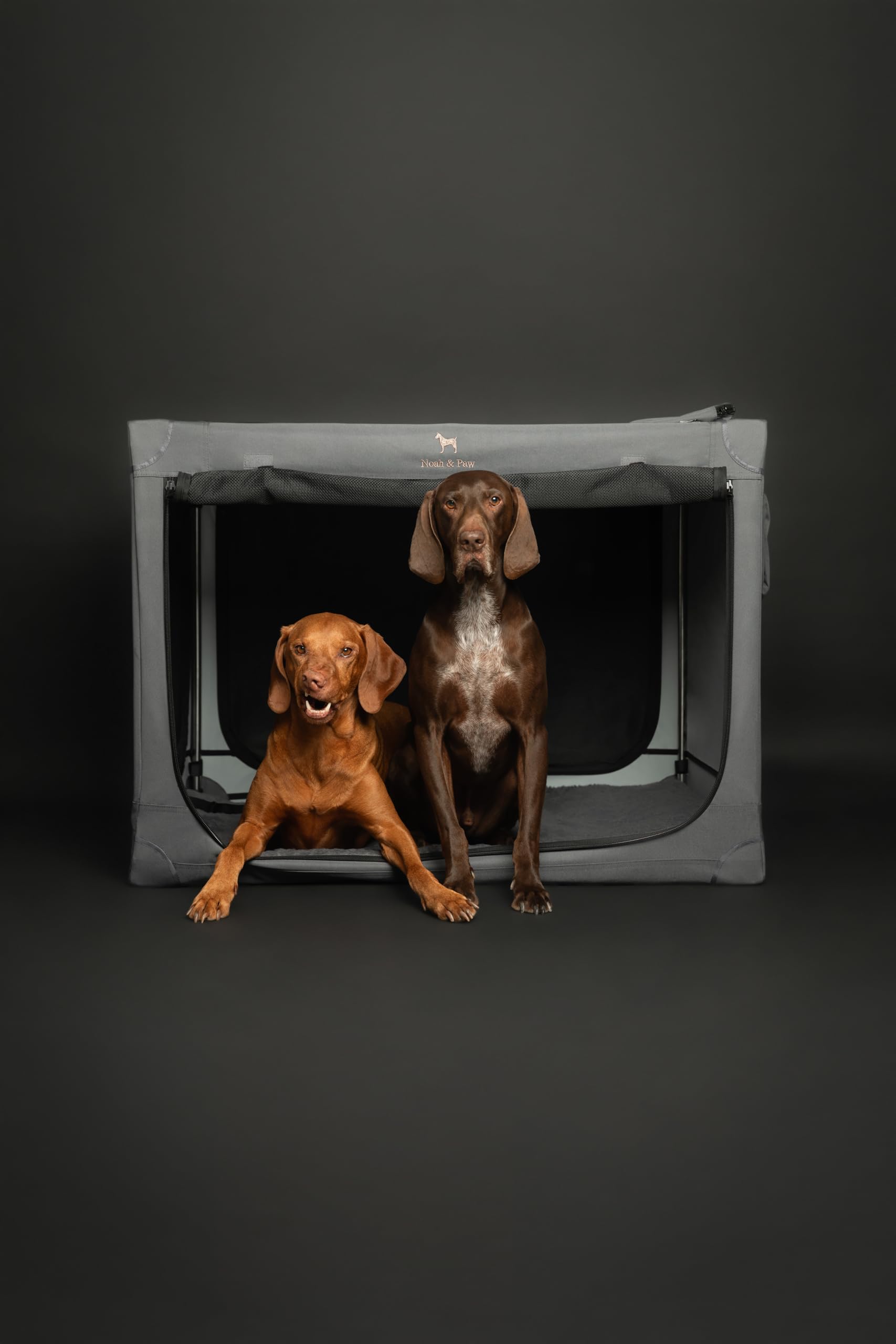 Noah & Paw Collapsible Dog Crate 36 Inches, Xl Dog Crate For Xl, Large Medium Breed, Travel Kennel For Car, Includes Pet Mat For