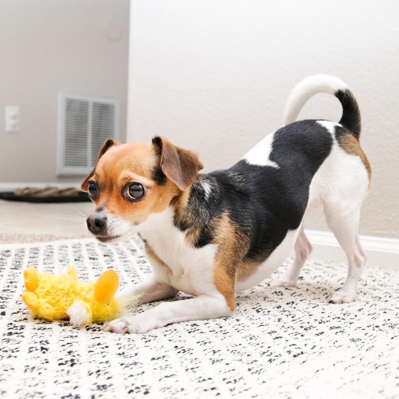 KONG Low Stuffing Squeaker Dog Toy, X-Small, Multi-Color Plush, Bear, Duck, Frog, Model KON-6034