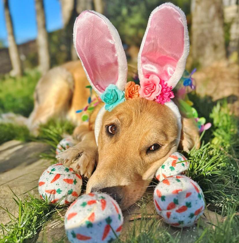 Midlee Easter Carrot Dog Tennis Balls, Regular Size