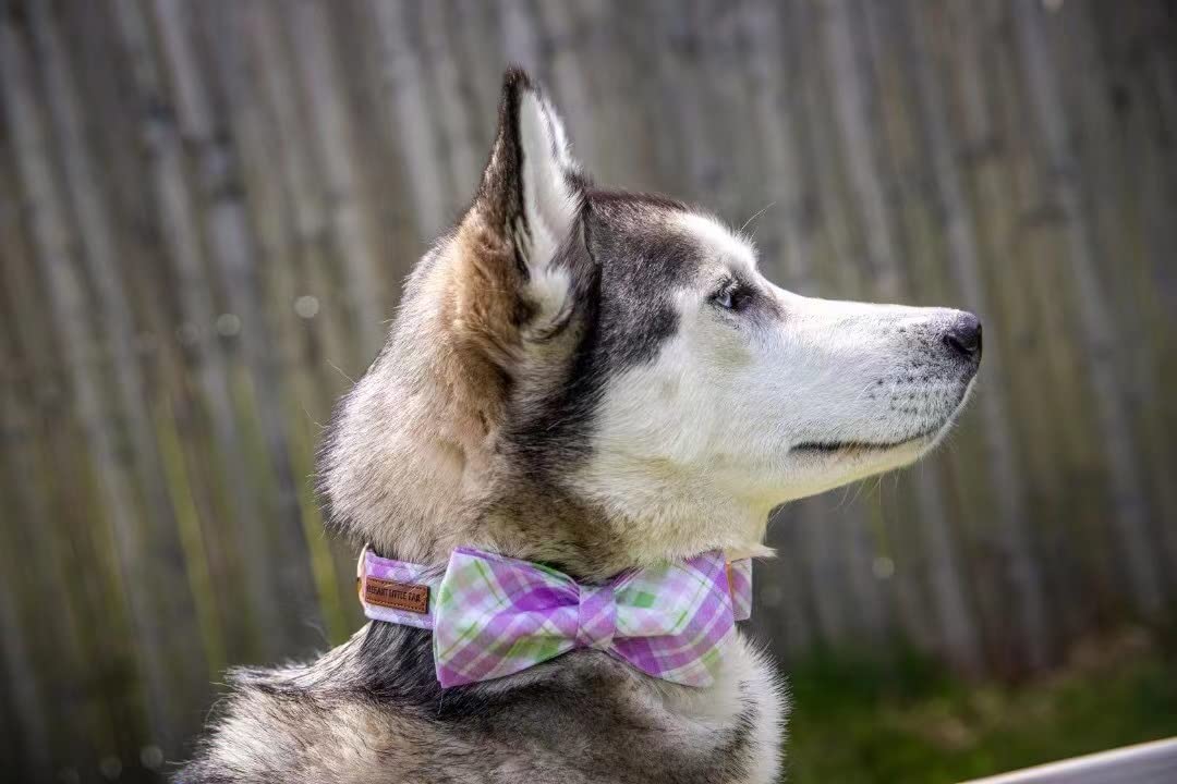 Elegant Little Tail Plaid Dog Collar With Cute Bowtie For Small To Large Dogs