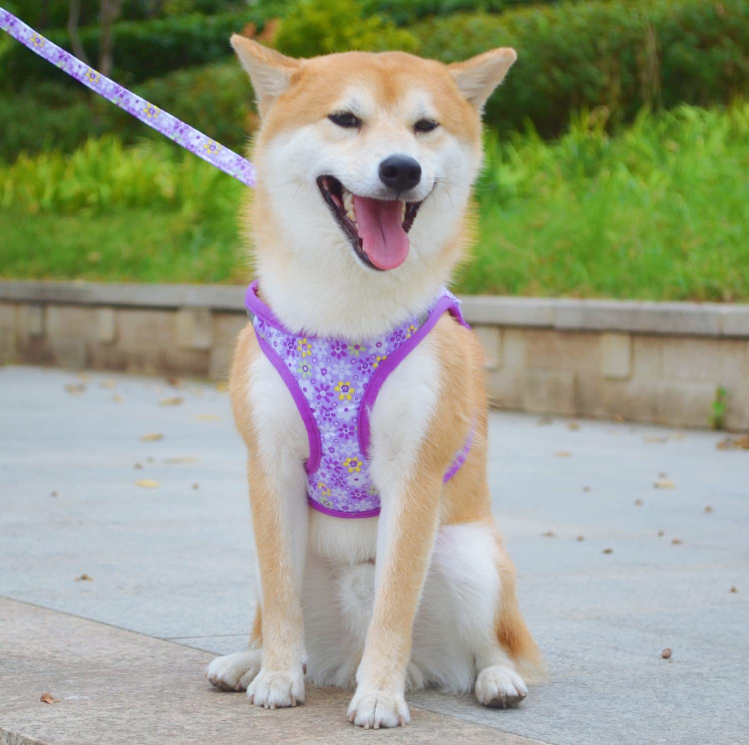 Moonpet Step In Air Dog Harness Leash Set- All Weather Reflective No-Pull?loral Pattern Padded Mesh Vest Harness For Cats Puppy Extra-Small Small Medium Large Dogs - Purple Flower - L