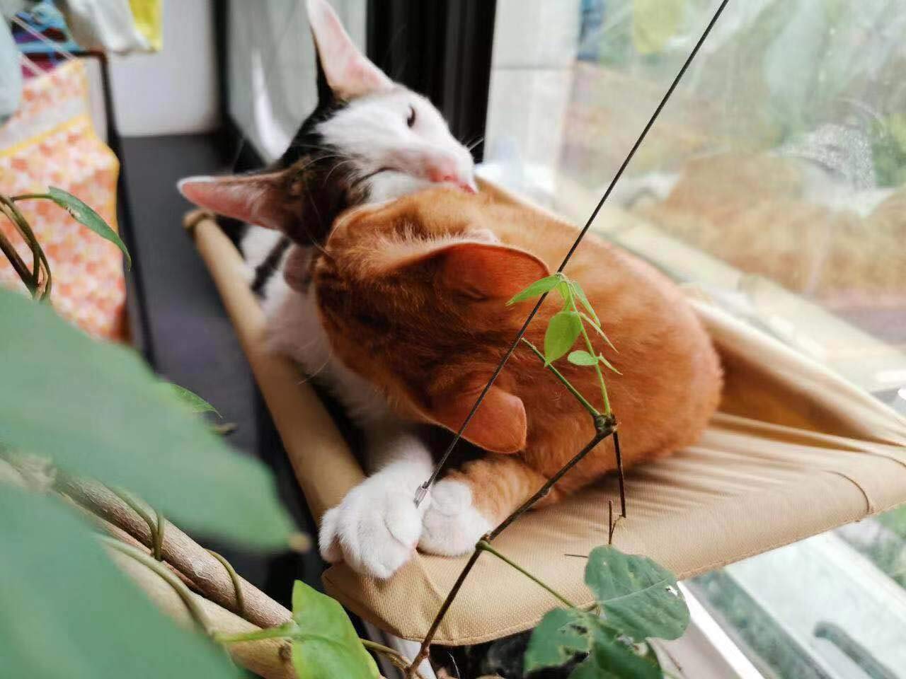 Cat Window Perch,Cat Hammock Window Seat Bed Space Saving Design 360° Sunbath Holds Up To 50Lbs For Any Cat Size