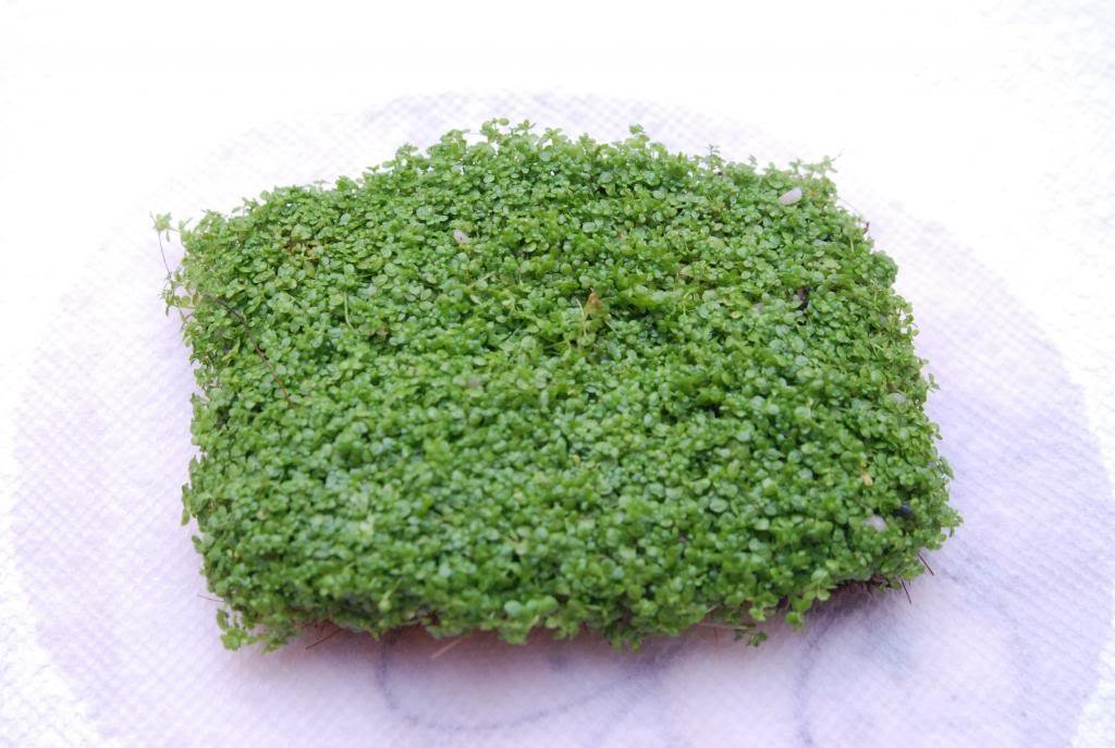 Aquatic Plants on Mats (Dwarf Baby Tears on 5 X 3 mat)