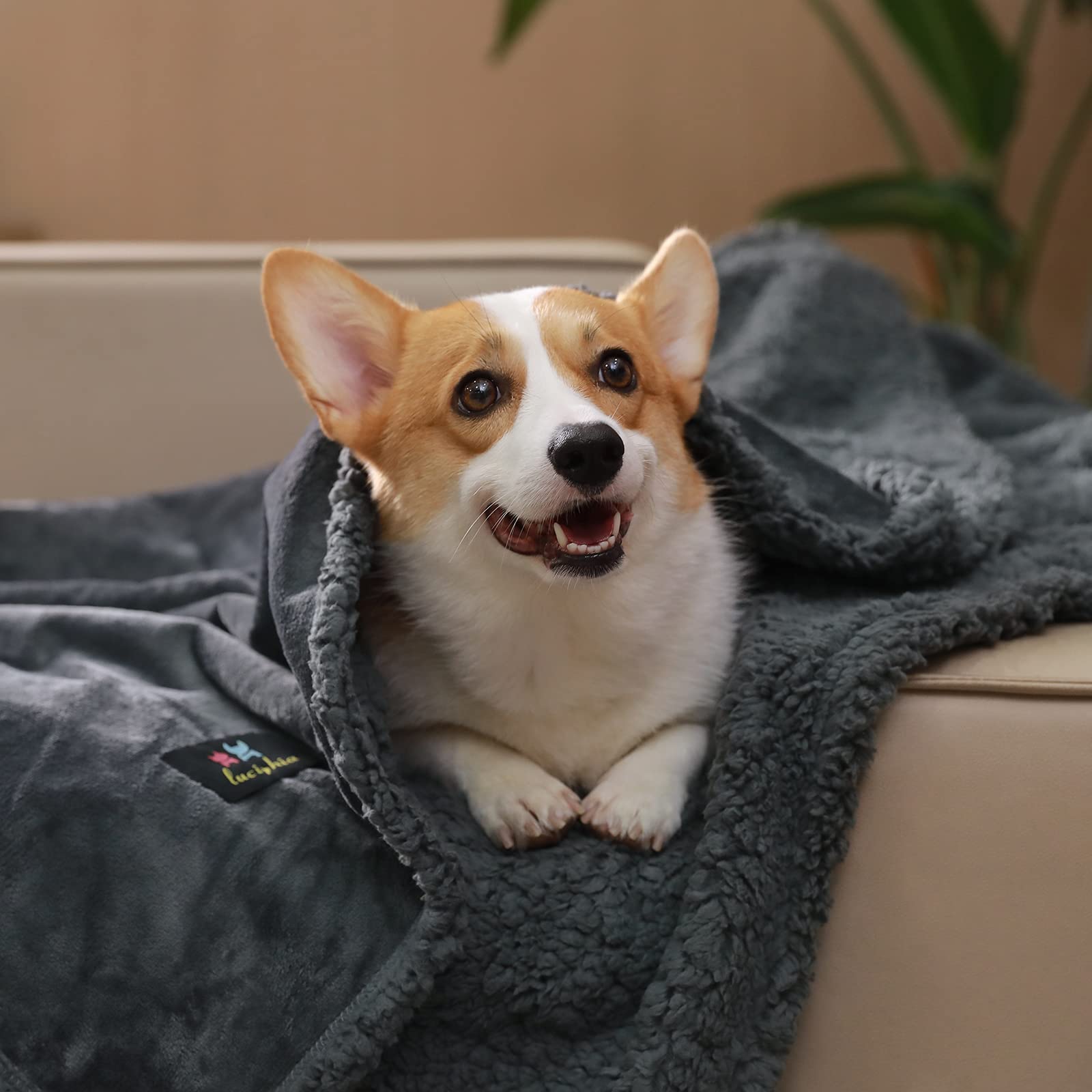 Waterproof Pet Blanket, Liquid Pee Proof Dog Blanket For Sofa Bed Couch, Reversible Sherpa Fleece Furniture Protector Cover For