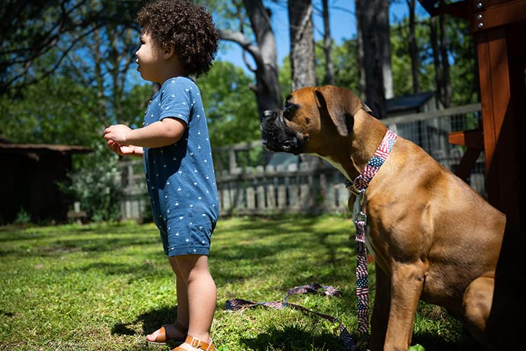 Country Brook Petz - Premium Patriotic Tribute Dog Collar - Americana Collection Featuring Patriotic Designs (5/8 Inch, Small)