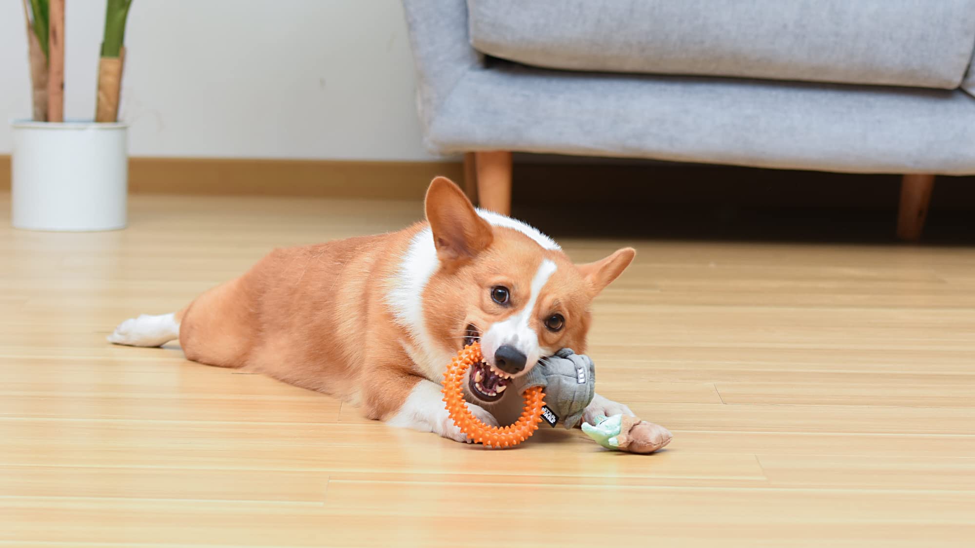 Star Wars For Pets Grogu Cradle Puppy Ring Teether Toy | Grogu Teething Toy For Puppies | Dog Toys, Puppy Teething Toys, Puppy Safe Chew Toys, Dog Chew Toys | Gifts Fans