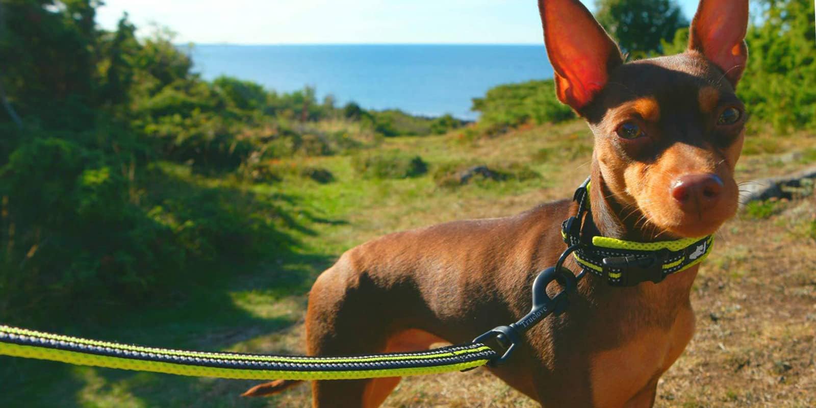 True Love Reflective Dog Leash Puppy Walking Lead, Padded Pet Chain Rope,Length 200Cm Truelove Tll2111(Neon Yellow,L)