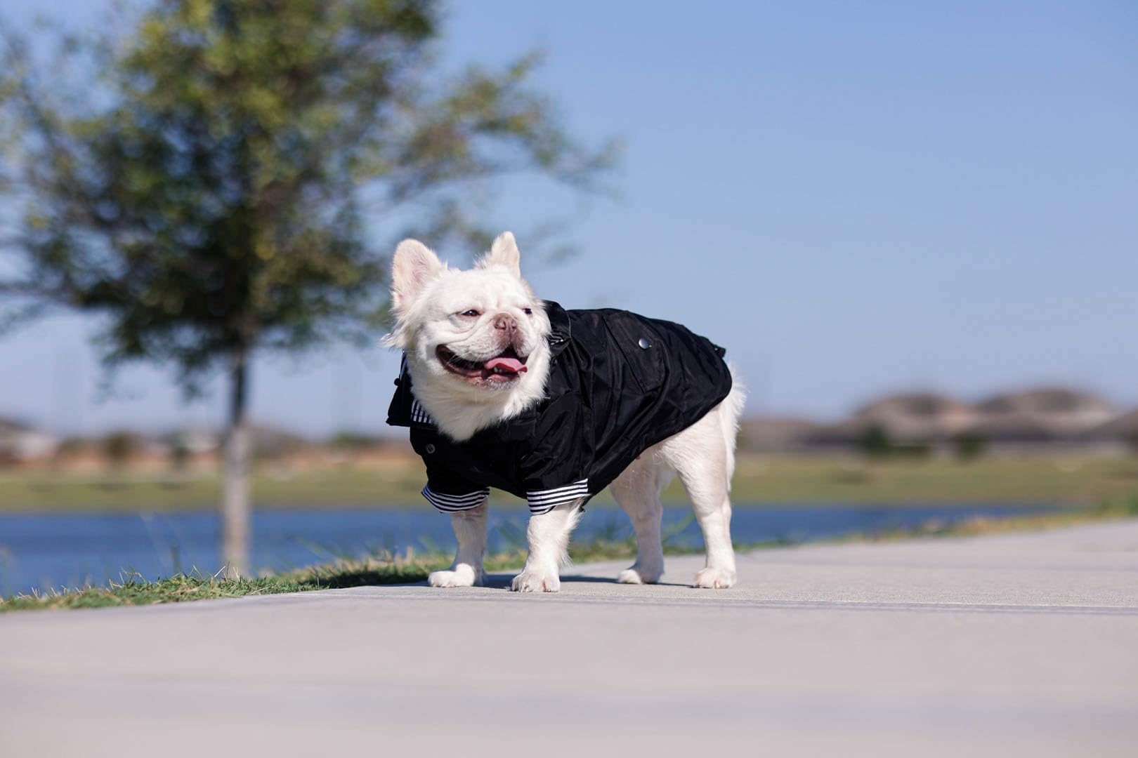 Ellie Dog Wear Midnight Black Zip Up Dog Raincoat With Reflective Buttons, Pockets, Rain/Water Resistant, Adjustable Drawstring,