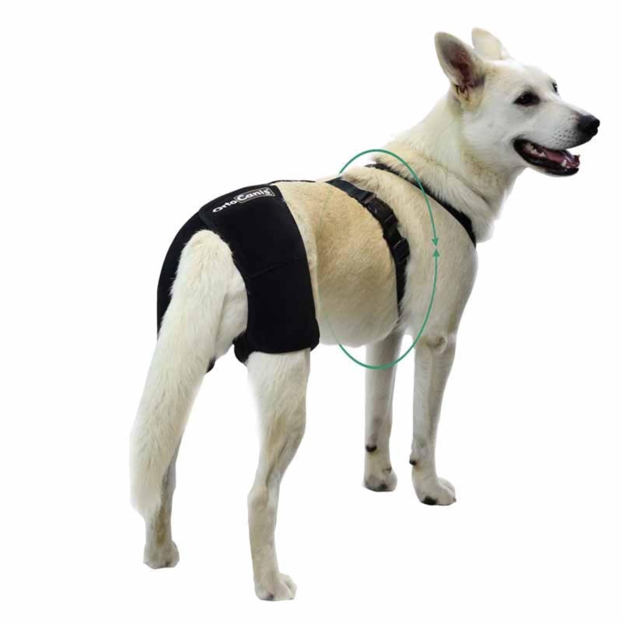 Ortocanis - Hip Support for Dogs with Hip Dysplasia or Osteoarthritis (M)
