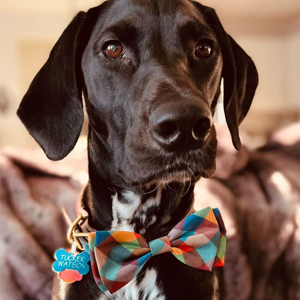 Huxley & Kent Bow Tie For Pets - Fall Check (Large) - Bow Tie Collar Attachment - Fun Bow Ties For Dogs & Cats - Cute, Comfortab
