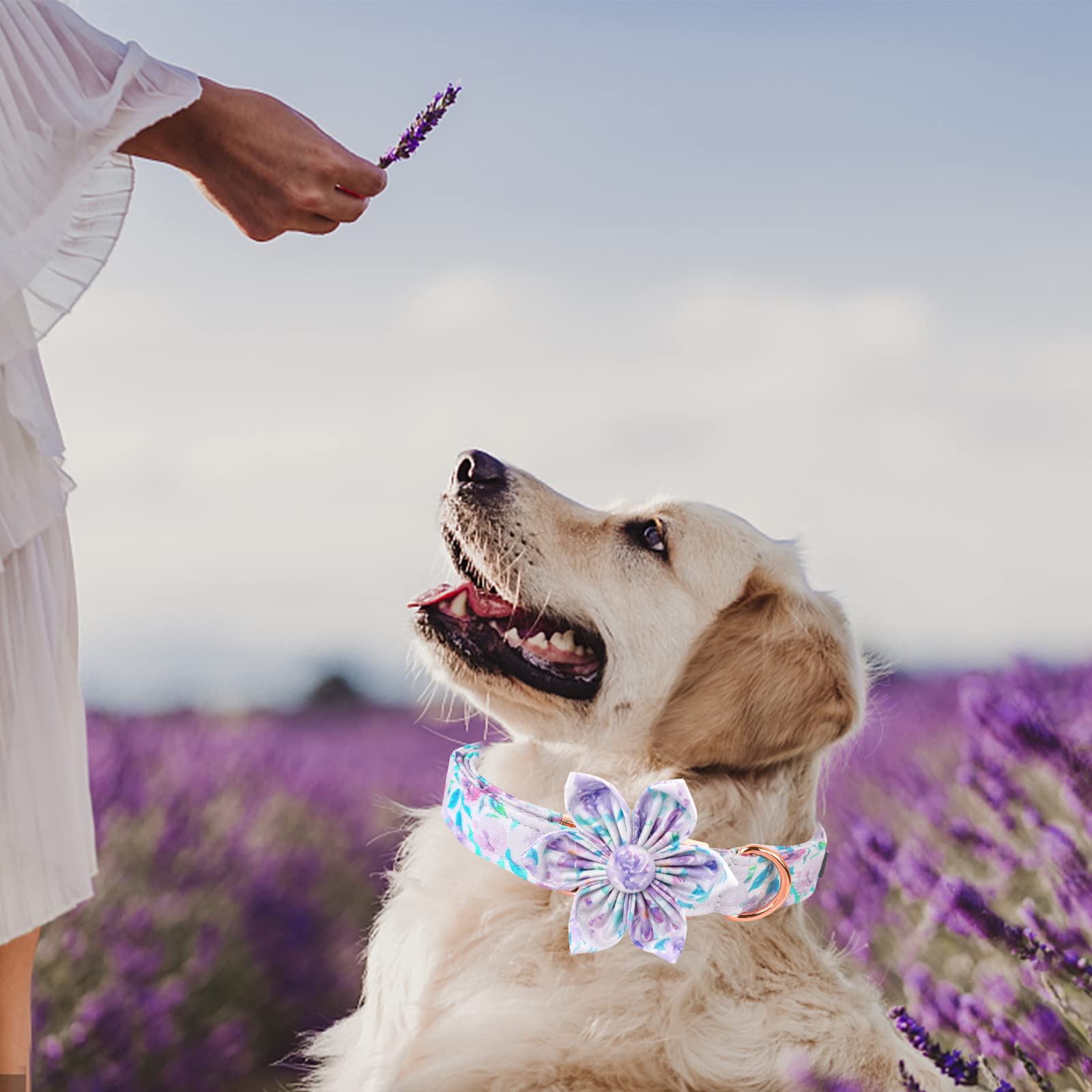 Lionheart Glory Dog Collar, Purple Dog Collar With Flower, Cute Floral Pattern Pet Collar Adjustable Dog Collar For X-Large Dogs