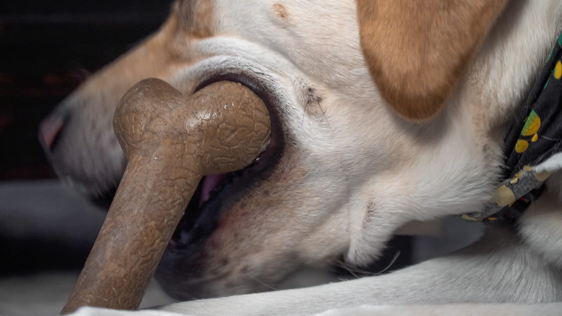 Hero Bonetics?Femur Bone Dog Chew Toy Medium / Peanut Butter