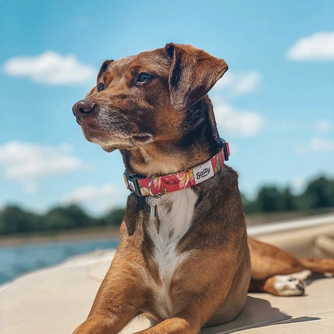 Salty Paws Surfing Dog Collar | Designs For Beach Dogs, Floral, Fishing, Surfing, Hawaiian, Pink Floral M