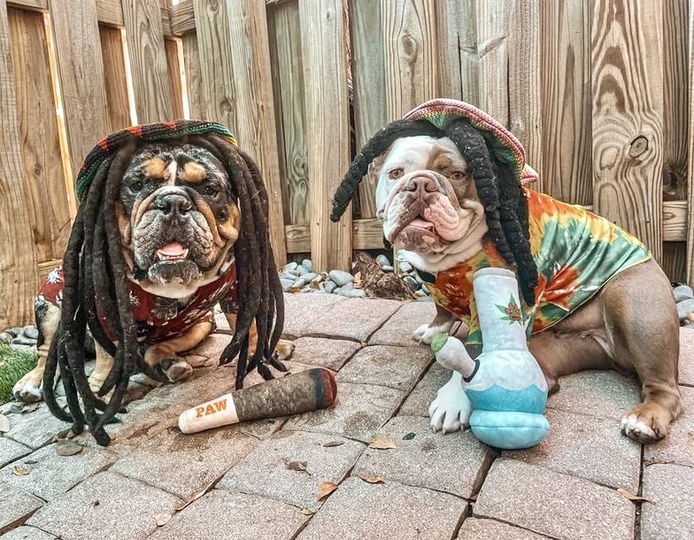 Nestpark Puppy Chiefer 3000 - Funny Dog Toys - Plush Squeaky Weed For Medium, Small And Large - Cute Dog Gifts For Dog Birthday