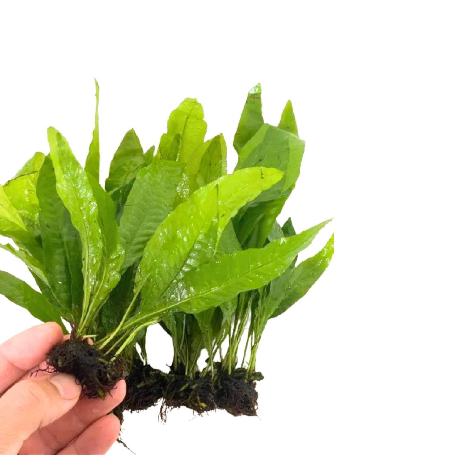 5X Java Fern Microsorum Pteropus Looses Aquarium Live Plant for Fish Tank Decoration