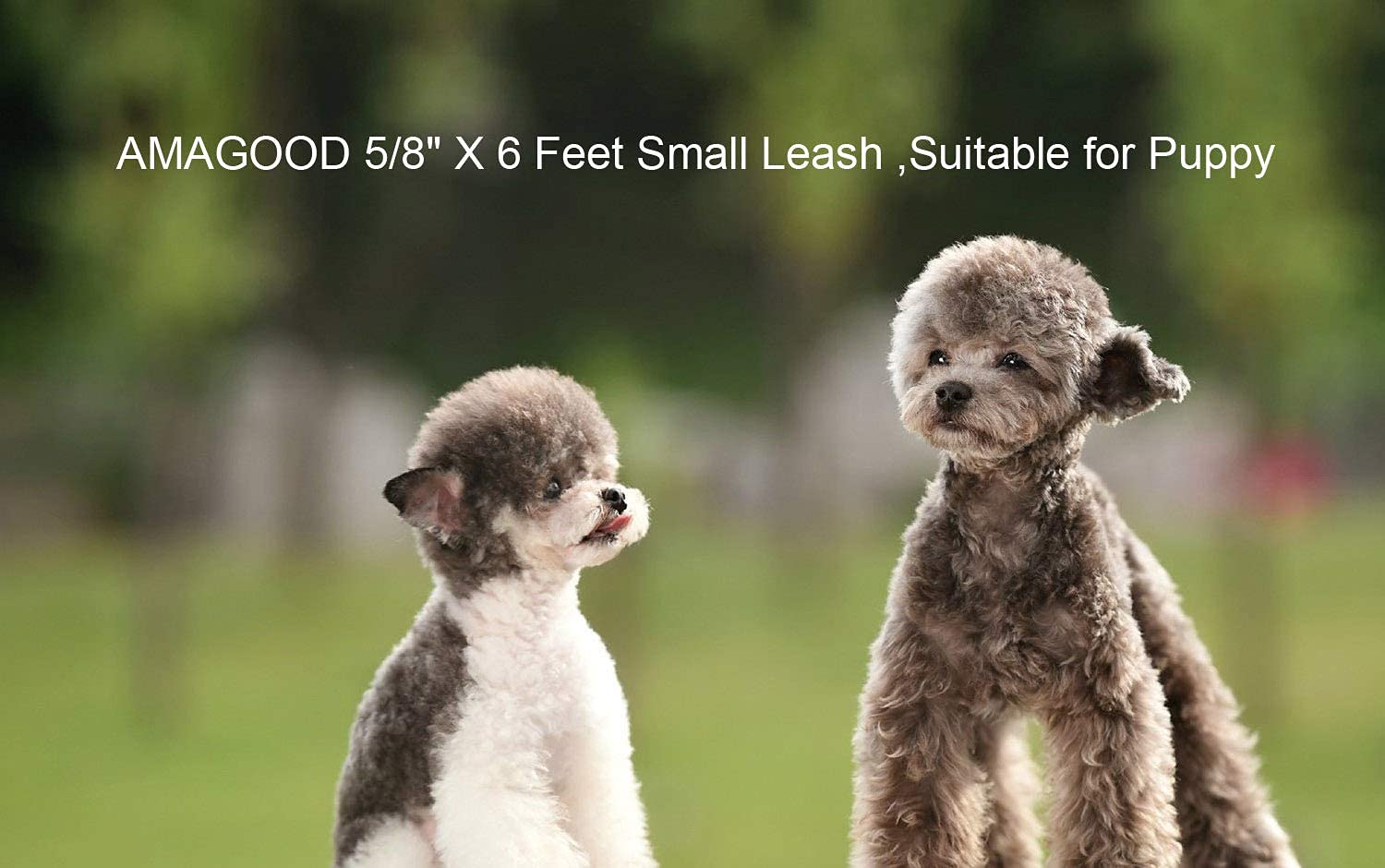 6 Ft Puppy/Dog Leash, Strong And Durable Traditional Style Leash With Easy To Use Collar Hook,Dog Lead Great For Small And Medium And Large Dog(Black,5/8' X 6 Feet) (Black)