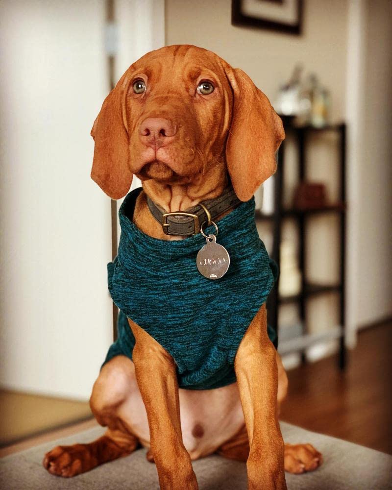 Gooby Zip Up Fleece Dog Sweater - Turquoise Wash, 3X-Large - Warm Pullover Fleece Step-In Dog Jacket Without Ring Leash - Winter Small Dog Sweater - Dog Clothes For Small Dogs Boy And Medium Dogs