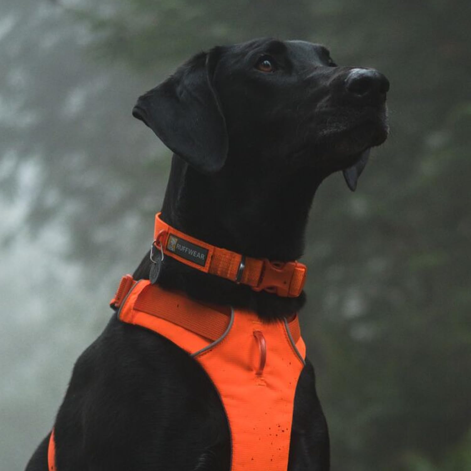 Ruffwear, Front Range Dog Collar, Durable And Comfortable Collar For Everyday Use, Blaze Orange, 14''-20''