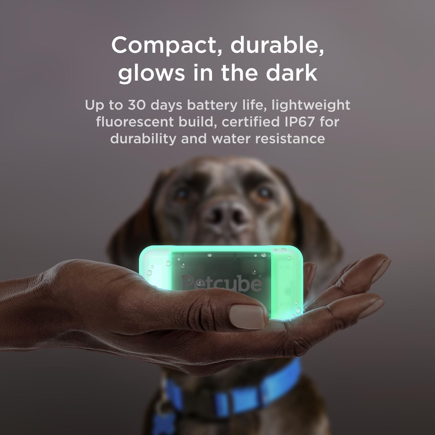 Petcube GPS Tracker for Dogs | Pet GPS Location Tracker with Escape Alerts and Virtual Fences, Activity and Wellness Monitoring,