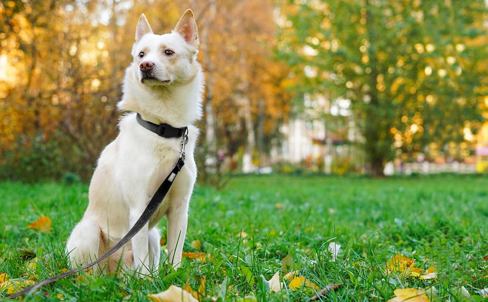 Penseepet Basic Dog Leashes 6 Ft Padded Handle Nylon Dogs Leashes For Medium Dogs Black