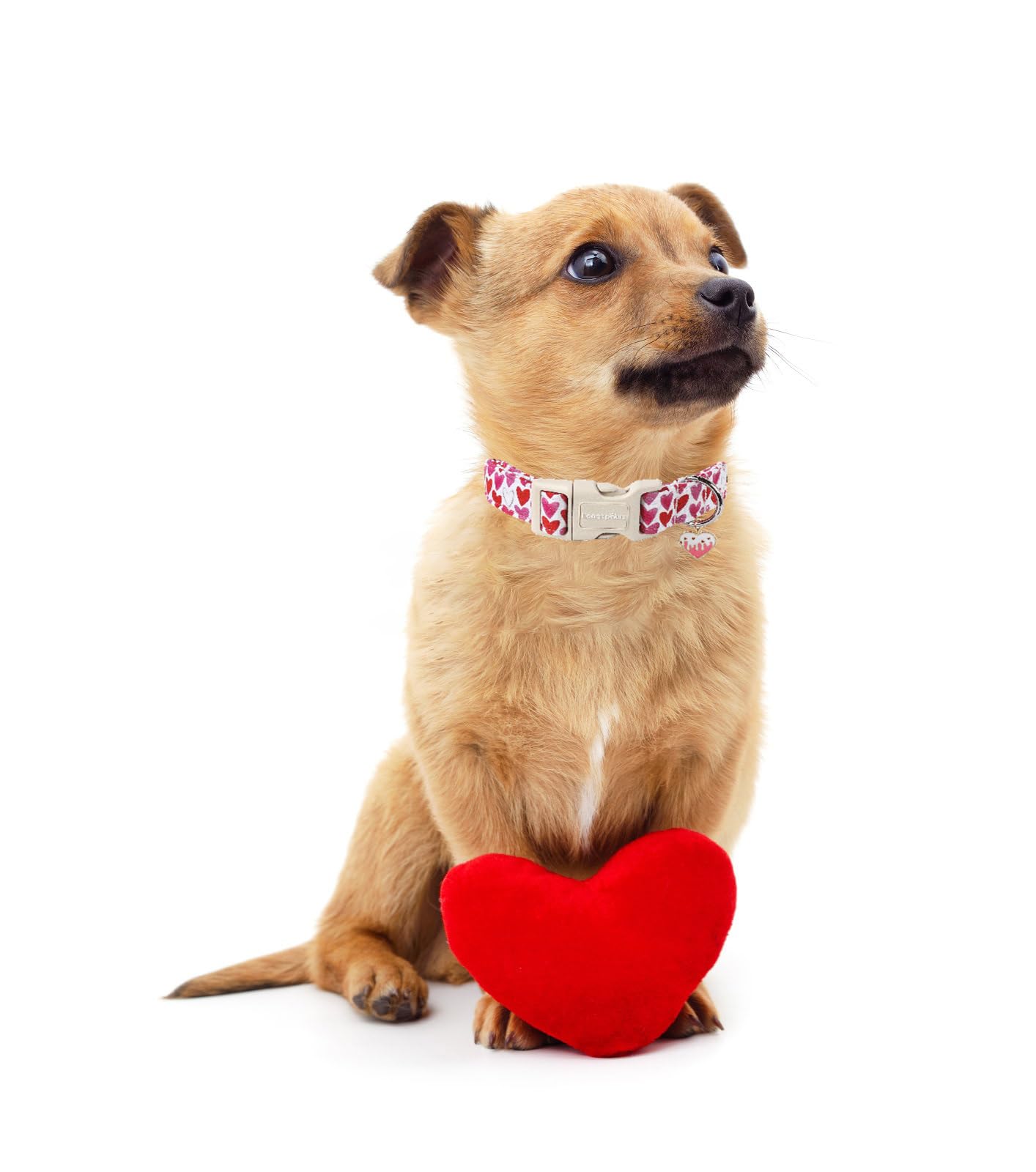 Lionet Paws Valentine'S Dog Collar- Cute Love Heart Dog Collars With Plastic Buckle, Light Adjustable Dog Collars For Medium Dog