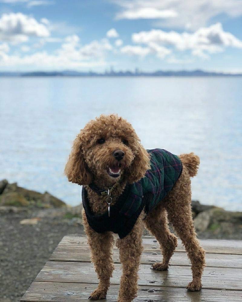 Gooby Fashion Vest Check Dog Jacket - Green Check, Small - Warm Zip Up Dog Bomber Vest With Dual D Ring Leash - Winter Water Resistant Small Dog Sweater - Dog Clothes For Small Dogs Boy Or Medium Dogs