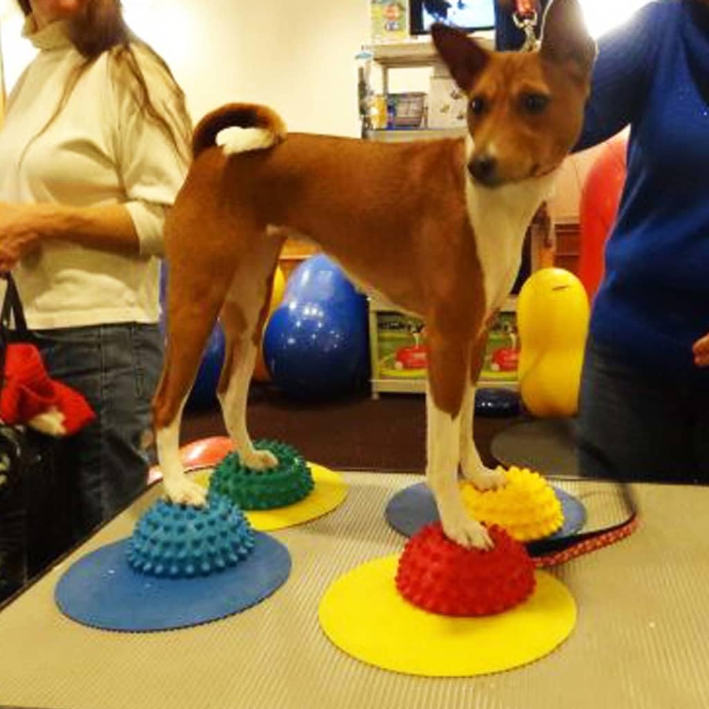 Fitpaws® Dog Training Targets 10', Set Of 4 | Dog Exercise Equipment For Fitness & Rehabilitation