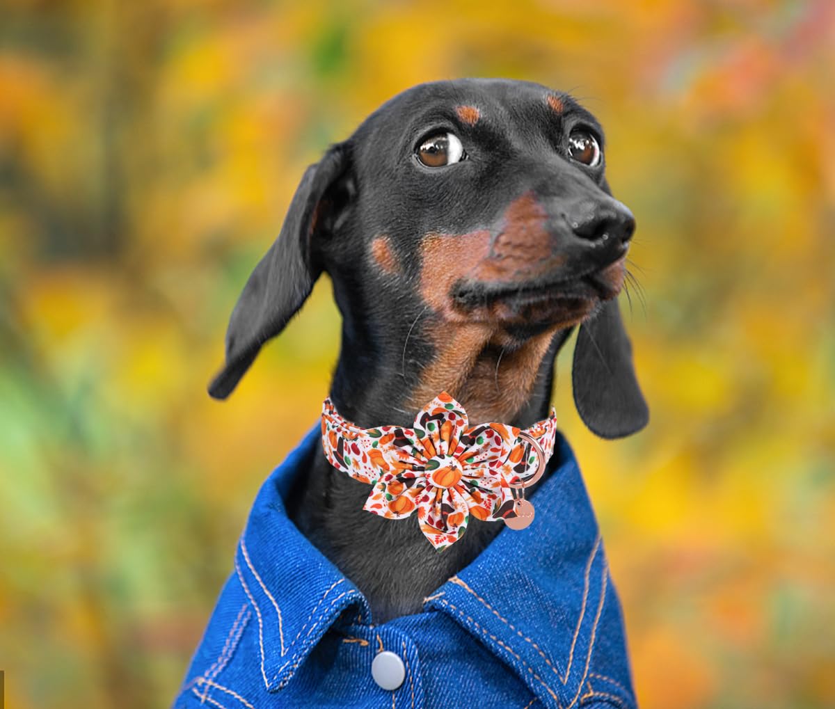 Dogwong Fall Dog Collar With Bowtie - Fall Thanksgiving Dog Collar Soft Cotton Autumn Dogs Necklace - Halloween Puppy Necklace F