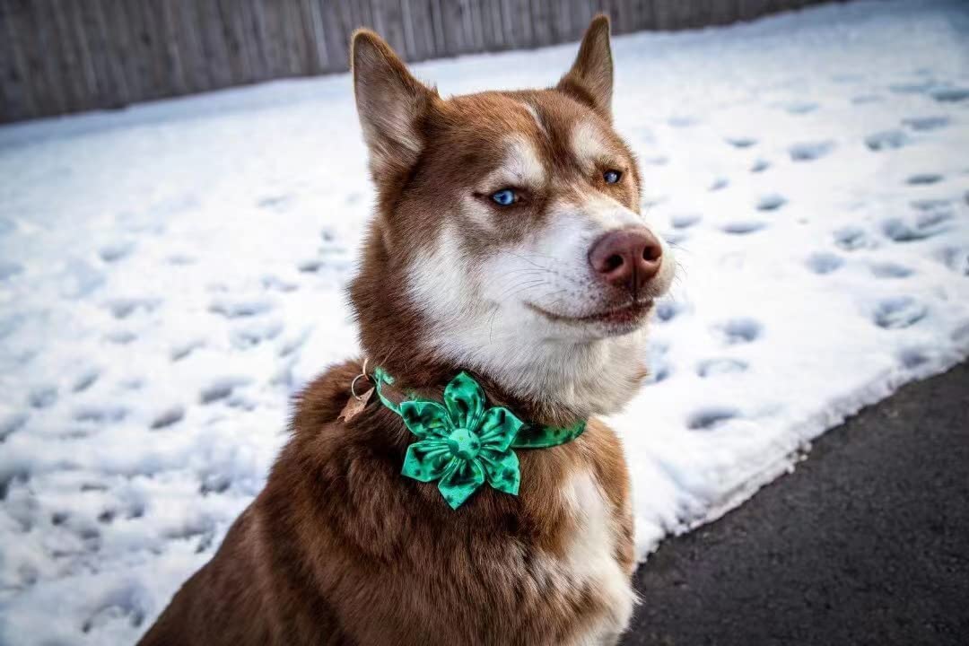 Lionheart Glory St. Patrick'S Day Dog Collar, Dog Collar With Flower, Cute Floral Pattern Pet Collar Adjustable Dog Collar For Medium Dogs