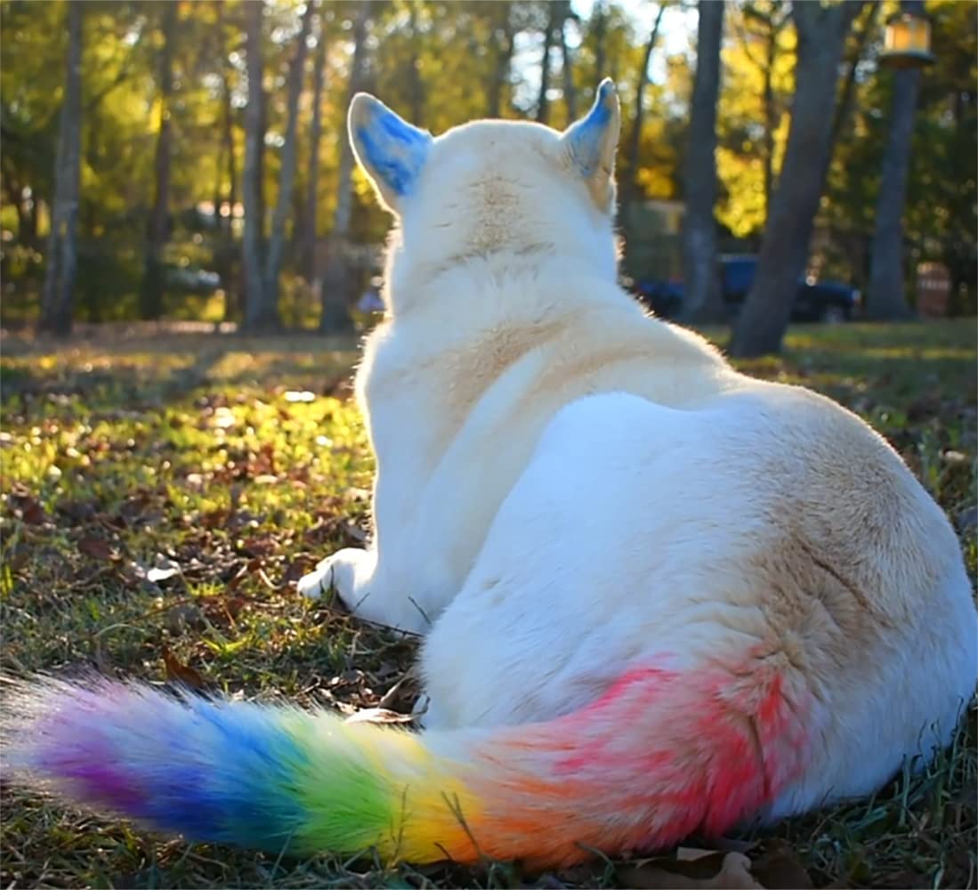 Jim&Gloria Washable Pet Fur Paint Dye For Your Pets Temporary Colors Hair Painting Pens Grooming Boy And Girl Dog Accessories Ki