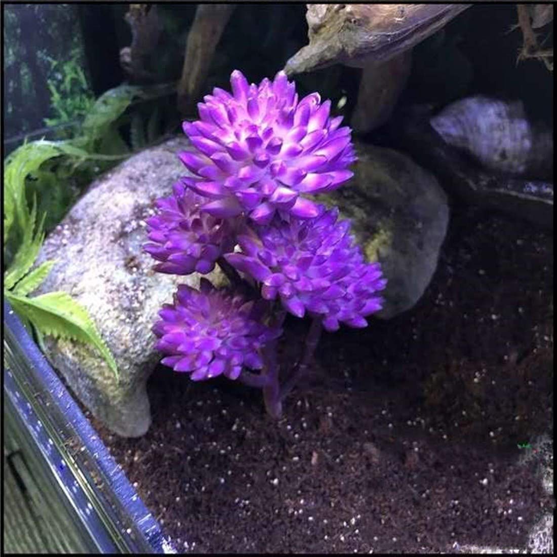Keruideng Reptile Plants Artificial Terrarium Plants Reptile Plastic Plants For Reptile Habitats With Base -Purple