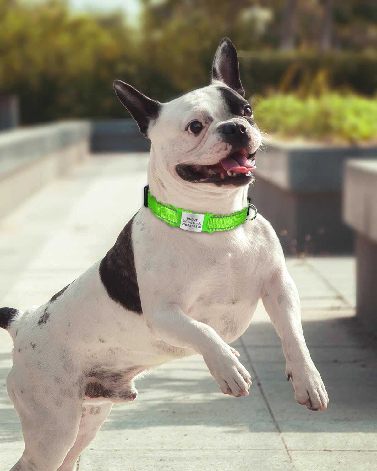 Tagme Reflective Nylon Dog Collars, Adjustable Classic Dog Collar With Quick Release Buckle For Small Dogs, Green, 5/8' Width